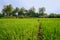 Luxuriant rice fields before aged cottage in sunny summer