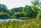 Luxuriant riverside plants, trees, vegetation, in late summer in Maine