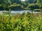 Luxuriant riverside plants, trees, vegetation, in late summer in Maine