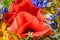 Luxuriant summer bouquet of wildflowers with poppies, daisies, cornflowers closeup.