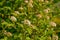 Luxuriantly blooming viburnum physocarpus varieties