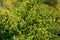 Luxuriantly blooming viburnum physocarpus varieties