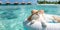 Luxuriating in the beauty of Maldives, a white fluffy cat relaxes on an white inflatable circle