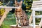 Luxurious Bengal cat poised elegantly on a garden chair, embodying upscale pet living or premium products.