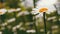 Luxurious blooming daisies bloom in summer garden