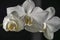 Luxurious branch of white orchid flower Phalaenopsis, known as Moth Orchid or Phal on black background