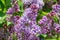 Luxurious branches of blooming lilac close-up in spring