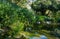 Luxurious bright green Cyperus alternifolius bush, common names of umbrella papyrus or umbrella palm in park pond in Sochi.