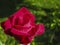 Luxurious bright red rose Red Star against the background of lush green garde
