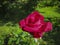 Luxurious bright red rose Red Star against the background of lush green garden. Rose petals with dew drops