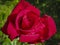 Luxurious bright red rose Red Star against the background of lush green garden. Rose petals with dew drops.
