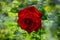 Luxurious bright red rose Red Star against the background of lush green garden. Rose petals with dew drops.