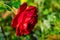 Luxurious bright red rose Red Star against the background of lush green garden. Rose petals with dew drops.