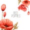 Luxurious bright red vector Poppy flowers paintings on white background with blots and splashes for floral decoration