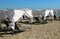 Luxurious cabins for sunbathing with sunbeds on the sandy beach