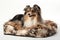 luxurious dog bed with faux fur throw and plush pillow in elegant