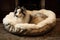 luxurious dog bed with faux fur throw and plush pillow in elegant