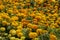 Luxurious flower bed of yellow and orange Marigold flowers