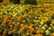 Luxurious flower bed of yellow and orange Marigold flowers Tagetes erecta, Mexican, Aztec or African marigold.