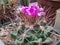 Luxurious Flower Plant Thelocactus Freudenbergii Surrounded by Powerful Spikes and Spines