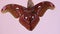 Luxurious large butterfly got out of the cocoon and dries its wings. Attacus atlas