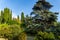 Luxurious large Lebanese cedar tree surrounded by cypresses and other evergreen plants in a landscape park