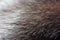 Luxurious mink fur