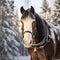 Luxurious Nikon D850 Photo Of A Clydesdale Horse In The Snow