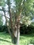 Luxurious old multi-stemmed willow grows on a rural street. Beautiful summer photography