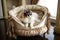 luxurious pet bed with plush and cozy cushions, surrounded by delicate drapery