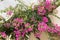 Luxurious pink bougainvillea flowers adorn the balcony of the house. Soft Focus