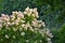 Luxurious pink hydrangea paniculata variety Lime Light in the garden.