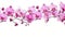 Luxurious Pink Orchid Flowers Png With Fine Detail