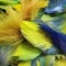 Luxurious Textures Of Colorful Feathers In Primitivist Frenzy