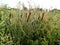 Luxurious thickets of broadleaf cattail Typha latifolia, wormwood and pink flowers at the edge of the swamp. Summer evening.