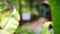 Luxurious tropical plants in a spa resort with hammock on the terrace in the jungle on blurred bokeh from plant