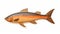 Luxurious Wooden Fish Statue On White Background