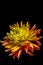 luxurious yellow-orange dahlia on a black background. Low key photo. Extreme Flower Close-up