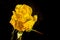 luxurious yellow rose on a black background. Low key photo. Extreme Flower Close-up