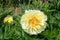 luxurious yellow tree peony flower against the background of green leaves