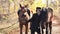 Luxurious young girl walks with two horses in the forest in warm autumn weather.