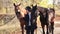 Luxurious young girl walks with two horses in the forest in warm autumn weather.