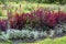 Luxuriously blooming astilba in a beautiful garden