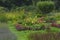 Luxuriously blooming dahlias in a beautiful garden