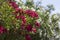 Luxuriously blooming oleander bush with red petals