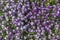 Luxuriously blooming plants alyssum, Alyssum