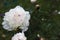 Luxuriously blooming white peony with buds on the background of dark green foliage