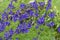 Luxuriously flowering Aconite Bush, Aconitum soongaricum