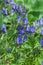 Luxuriously flowering Aconite Bush, Aconitum soongaricum