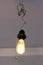 Luxury beautiful retro edison light cone glowing tungsten one lamp decor.